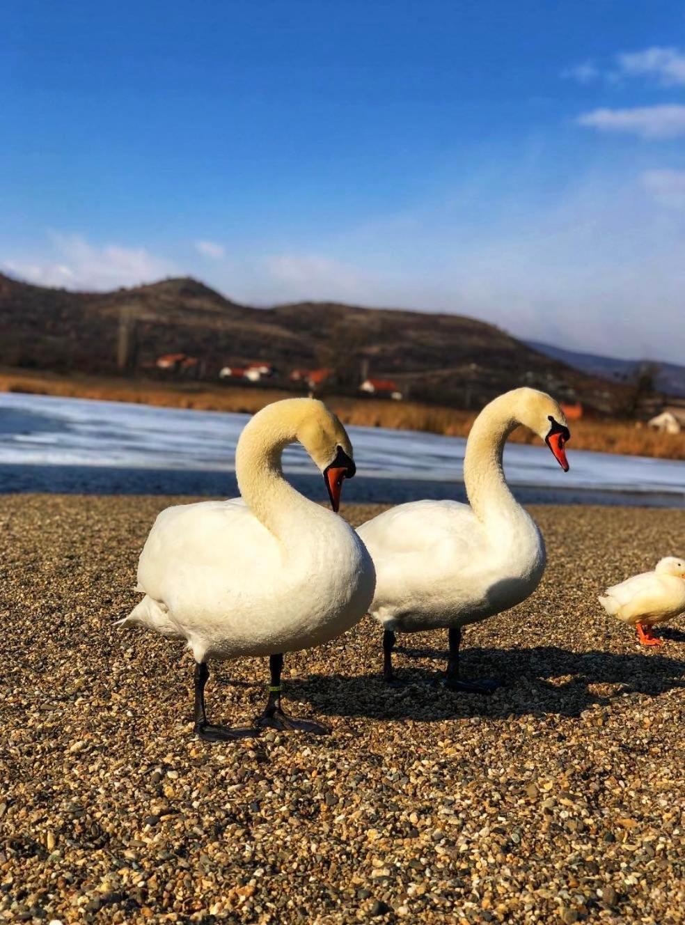 Garni Hotel Oblacinsko Jezero Oblacina Kültér fotó